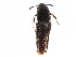  ( - CCDB-23297-B07)  @11 [ ] CreativeCommons - Attribution (2015) CBG Photography Group Centre for Biodiversity Genomics