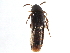  ( - CCDB-23297-B08)  @11 [ ] CreativeCommons - Attribution (2015) CBG Photography Group Centre for Biodiversity Genomics
