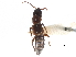  ( - CCDB-23298-F06)  @11 [ ] CreativeCommons - Attribution (2015) CBG Photography Group Centre for Biodiversity Genomics