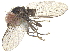 ( - CCDB-23301-A12)  @13 [ ] CreativeCommons - Attribution (2015) CBG Photography Group Centre for Biodiversity Genomics