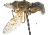  ( - CCDB-23301-C04)  @12 [ ] CreativeCommons - Attribution (2015) CBG Photography Group Centre for Biodiversity Genomics
