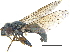  ( - CCDB-23301-C07)  @11 [ ] CreativeCommons - Attribution (2015) CBG Photography Group Centre for Biodiversity Genomics