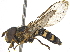  ( - CCDB-23301-D02)  @13 [ ] CreativeCommons - Attribution (2015) CBG Photography Group Centre for Biodiversity Genomics