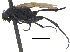  (Hypocera ehrmanni - CCDB-23301-F05)  @14 [ ] CreativeCommons - Attribution (2015) CBG Photography Group Centre for Biodiversity Genomics