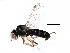  ( - CCDB-23302-A06)  @11 [ ] CreativeCommons - Attribution (2015) CBG Photography Group Centre for Biodiversity Genomics