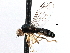  ( - CCDB-23302-A07)  @11 [ ] CreativeCommons - Attribution (2015) CBG Photography Group Centre for Biodiversity Genomics
