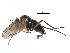  ( - CCDB-23302-D01)  @11 [ ] CreativeCommons - Attribution (2015) CBG Photography Group Centre for Biodiversity Genomics