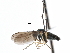  ( - CCDB-23302-D02)  @14 [ ] CreativeCommons - Attribution (2015) CBG Photography Group Centre for Biodiversity Genomics
