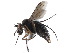  ( - CCDB-23302-D06)  @11 [ ] CreativeCommons - Attribution (2015) CBG Photography Group Centre for Biodiversity Genomics