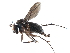  ( - CCDB-23302-D07)  @11 [ ] CreativeCommons - Attribution (2015) CBG Photography Group Centre for Biodiversity Genomics