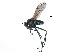  ( - CCDB-23302-G07)  @15 [ ] CreativeCommons - Attribution (2015) CBG Photography Group Centre for Biodiversity Genomics