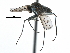  (Hydrophorus chrysologus - CCDB-23302-G08)  @15 [ ] CreativeCommons - Attribution (2015) CBG Photography Group Centre for Biodiversity Genomics
