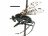  ( - CCDB-23302-H01)  @15 [ ] CreativeCommons - Attribution (2015) CBG Photography Group Centre for Biodiversity Genomics