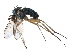  ( - CCDB-23302-H03)  @11 [ ] CreativeCommons - Attribution (2015) CBG Photography Group Centre for Biodiversity Genomics