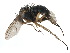  ( - CCDB-23302-H05)  @11 [ ] CreativeCommons - Attribution (2015) CBG Photography Group Centre for Biodiversity Genomics
