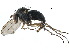 (Gymnopternus violaceus - CCDB-23302-H06)  @11 [ ] CreativeCommons - Attribution (2015) CBG Photography Group Centre for Biodiversity Genomics