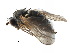  ( - CCDB-23302-H09)  @11 [ ] CreativeCommons - Attribution (2015) CBG Photography Group Centre for Biodiversity Genomics
