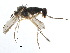  (Gymnopternus subulatus - CCDB-23302-H10)  @15 [ ] CreativeCommons - Attribution (2015) CBG Photography Group Centre for Biodiversity Genomics