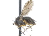  ( - CCDB-23303-A03)  @14 [ ] CreativeCommons - Attribution (2015) CBG Photography Group Centre for Biodiversity Genomics