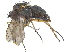  ( - CCDB-23303-A04)  @13 [ ] CreativeCommons - Attribution (2015) CBG Photography Group Centre for Biodiversity Genomics