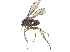  ( - CCDB-23303-A06)  @12 [ ] CreativeCommons - Attribution (2015) CBG Photography Group Centre for Biodiversity Genomics