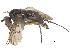  ( - CCDB-23303-A12)  @15 [ ] CreativeCommons - Attribution (2015) CBG Photography Group Centre for Biodiversity Genomics