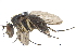  ( - CCDB-23303-B01)  @15 [ ] CreativeCommons - Attribution (2015) CBG Photography Group Centre for Biodiversity Genomics