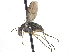  ( - CCDB-23303-B03)  @15 [ ] CreativeCommons - Attribution (2015) CBG Photography Group Centre for Biodiversity Genomics