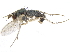  (Gymnopternus opacus - CCDB-23303-B04)  @15 [ ] CreativeCommons - Attribution (2015) CBG Photography Group Centre for Biodiversity Genomics
