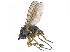  ( - CCDB-23303-B09)  @11 [ ] CreativeCommons - Attribution (2015) CBG Photography Group Centre for Biodiversity Genomics