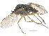  (Gymnopternus obtusicauda - CCDB-23303-B11)  @15 [ ] CreativeCommons - Attribution (2015) CBG Photography Group Centre for Biodiversity Genomics