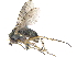  ( - CCDB-23303-B12)  @11 [ ] CreativeCommons - Attribution (2015) CBG Photography Group Centre for Biodiversity Genomics