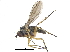  ( - CCDB-23303-C01)  @15 [ ] CreativeCommons - Attribution (2015) CBG Photography Group Centre for Biodiversity Genomics
