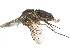  ( - CCDB-23303-C07)  @11 [ ] CreativeCommons - Attribution (2015) CBG Photography Group Centre for Biodiversity Genomics