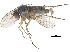  (Gymnopternus nigribarbus - CCDB-23303-C08)  @15 [ ] CreativeCommons - Attribution (2015) CBG Photography Group Centre for Biodiversity Genomics