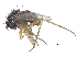  ( - CCDB-23303-C09)  @11 [ ] CreativeCommons - Attribution (2015) CBG Photography Group Centre for Biodiversity Genomics