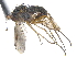  ( - CCDB-23303-C10)  @11 [ ] CreativeCommons - Attribution (2015) CBG Photography Group Centre for Biodiversity Genomics