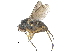  ( - CCDB-23303-C11)  @11 [ ] CreativeCommons - Attribution (2015) CBG Photography Group Centre for Biodiversity Genomics