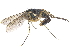  ( - CCDB-23303-D05)  @11 [ ] CreativeCommons - Attribution (2015) CBG Photography Group Centre for Biodiversity Genomics
