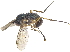  ( - CCDB-23303-D08)  @14 [ ] CreativeCommons - Attribution (2015) CBG Photography Group Centre for Biodiversity Genomics