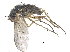  ( - CCDB-23303-E05)  @11 [ ] CreativeCommons - Attribution (2015) CBG Photography Group Centre for Biodiversity Genomics