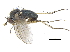  (Gymnopternus exilis - CCDB-23303-E06)  @14 [ ] CreativeCommons - Attribution (2015) CBG Photography Group Centre for Biodiversity Genomics
