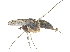  (Gymnopternus cuneicornis - CCDB-23303-E12)  @14 [ ] CreativeCommons - Attribution (2015) CBG Photography Group Centre for Biodiversity Genomics