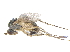  (Gymnopternus crassicauda - CCDB-23303-F01)  @11 [ ] CreativeCommons - Attribution (2015) CBG Photography Group Centre for Biodiversity Genomics