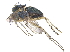  ( - CCDB-23303-F02)  @12 [ ] CreativeCommons - Attribution (2015) CBG Photography Group Centre for Biodiversity Genomics