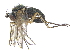  ( - CCDB-23303-F03)  @13 [ ] CreativeCommons - Attribution (2015) CBG Photography Group Centre for Biodiversity Genomics