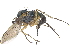  ( - CCDB-23303-F04)  @12 [ ] CreativeCommons - Attribution (2015) CBG Photography Group Centre for Biodiversity Genomics