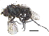  (Gymnopternus californicus - CCDB-23303-F06)  @11 [ ] CreativeCommons - Attribution (2015) CBG Photography Group Centre for Biodiversity Genomics