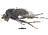 ( - CCDB-23303-F07)  @11 [ ] CreativeCommons - Attribution (2015) CBG Photography Group Centre for Biodiversity Genomics
