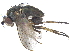  (Gymnopternus barbatulus - CCDB-23303-G02)  @15 [ ] CreativeCommons - Attribution (2015) CBG Photography Group Centre for Biodiversity Genomics